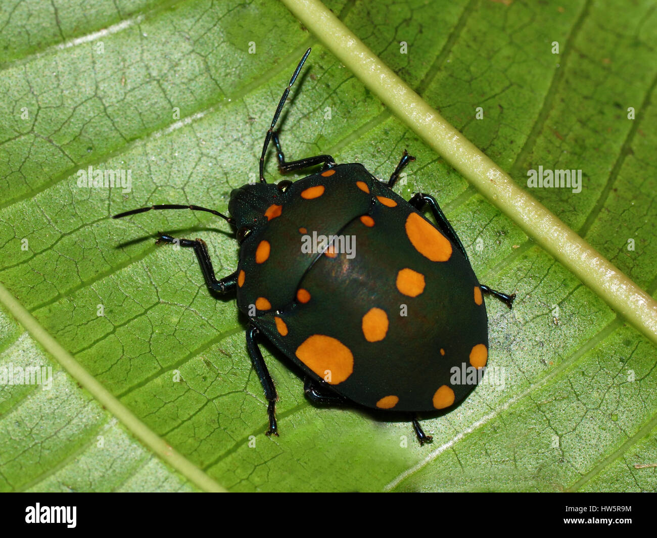 Bug Pachycoris torridus . Vista dall'alto. Scutelleridae è una famiglia di vero bug. L'abitante del cloud forest. Monteverde Cloud Forest Riserve Foto Stock