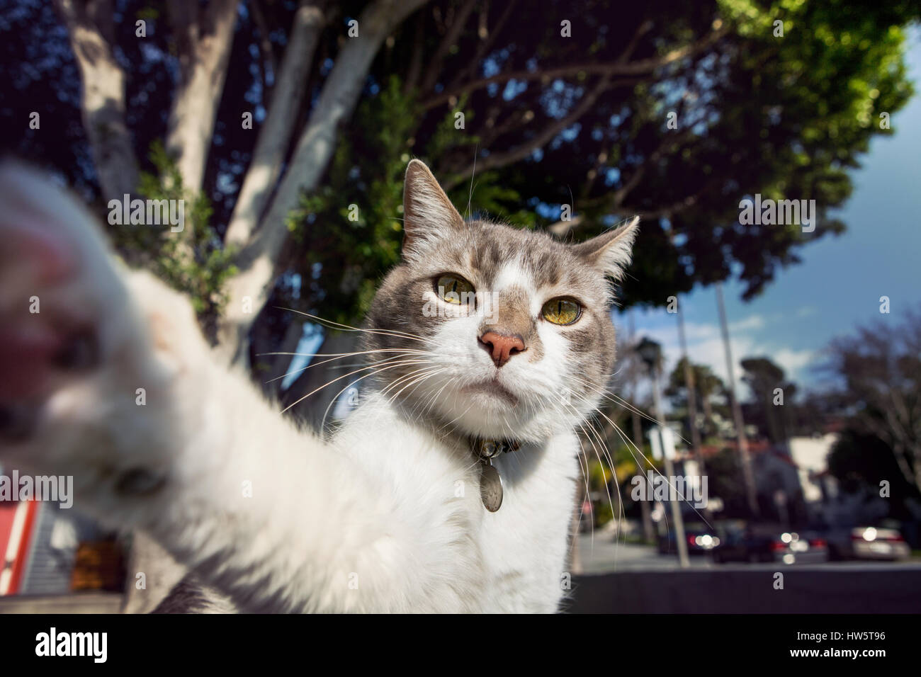 Bianco e grigio cat -- con zampa esteso verso la telecamera --prendendo un selfie all'aperto in una giornata di sole. Foto Stock