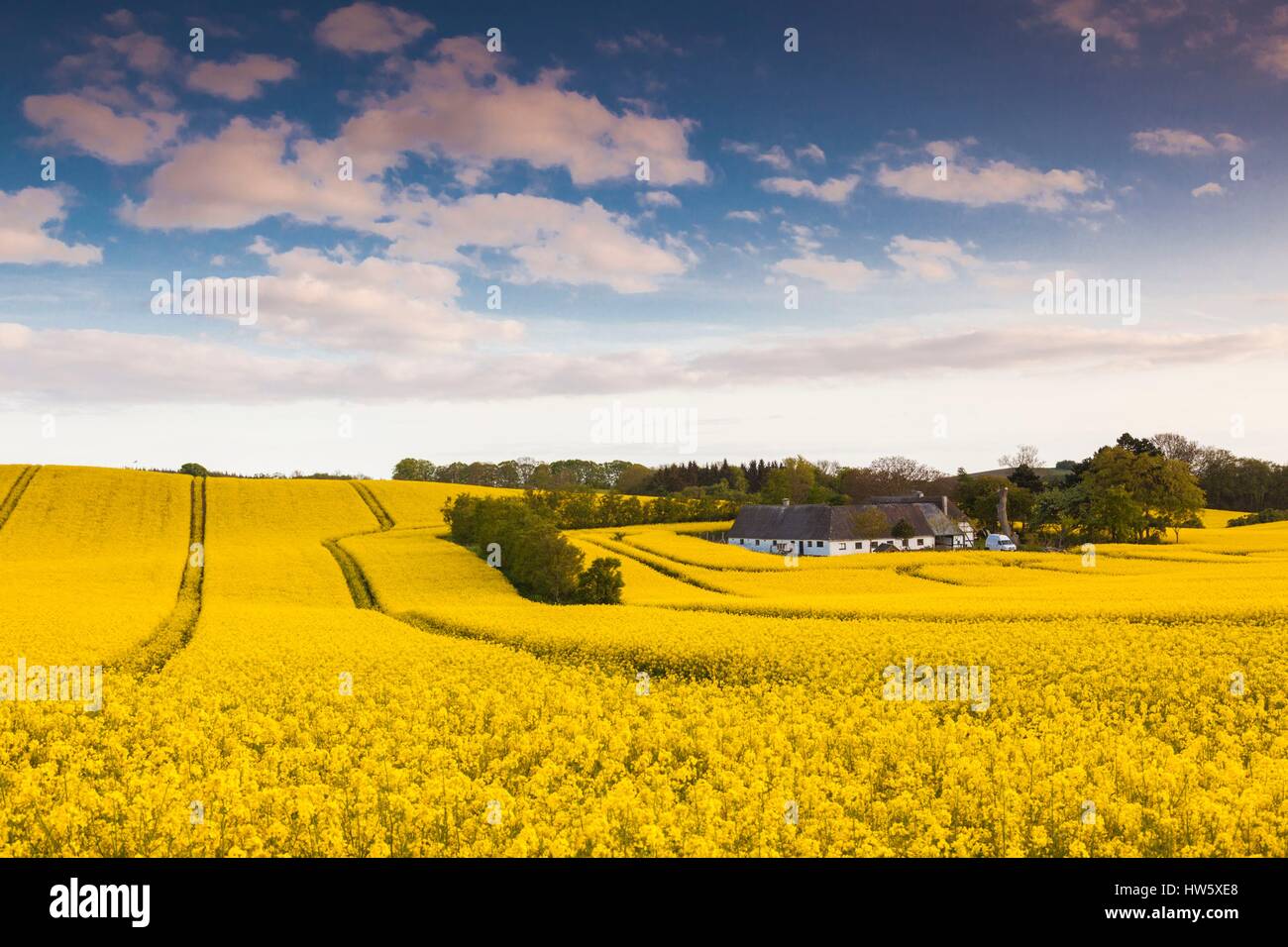 Danimarca, Mon, Magleby, azienda agricola e campo di colza, primavera, crepuscolo Foto Stock