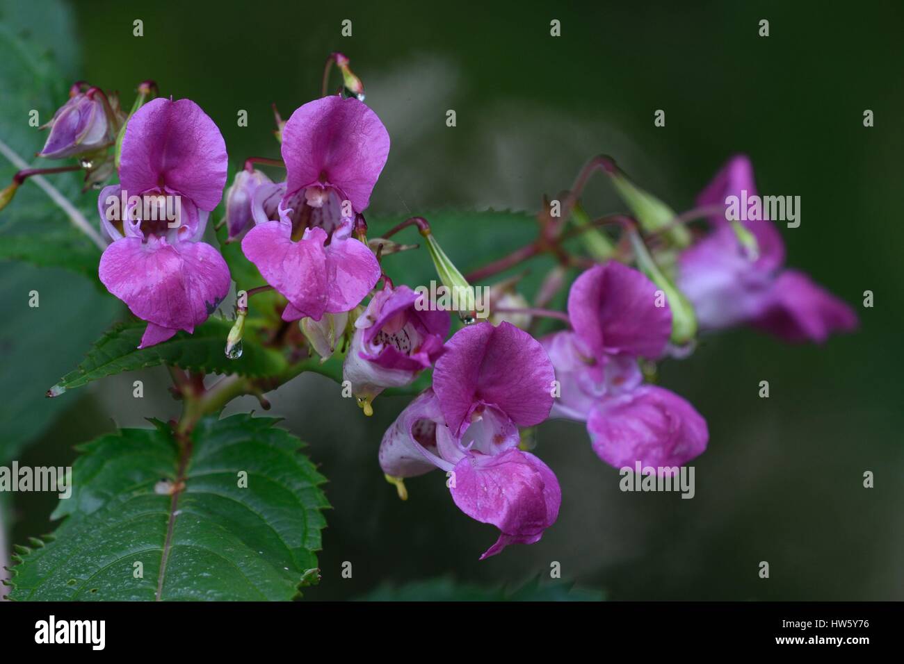 Francia, Doubs, Flora, himalayano (Balsamina Impatiens glandulifera), piante invasive Foto Stock