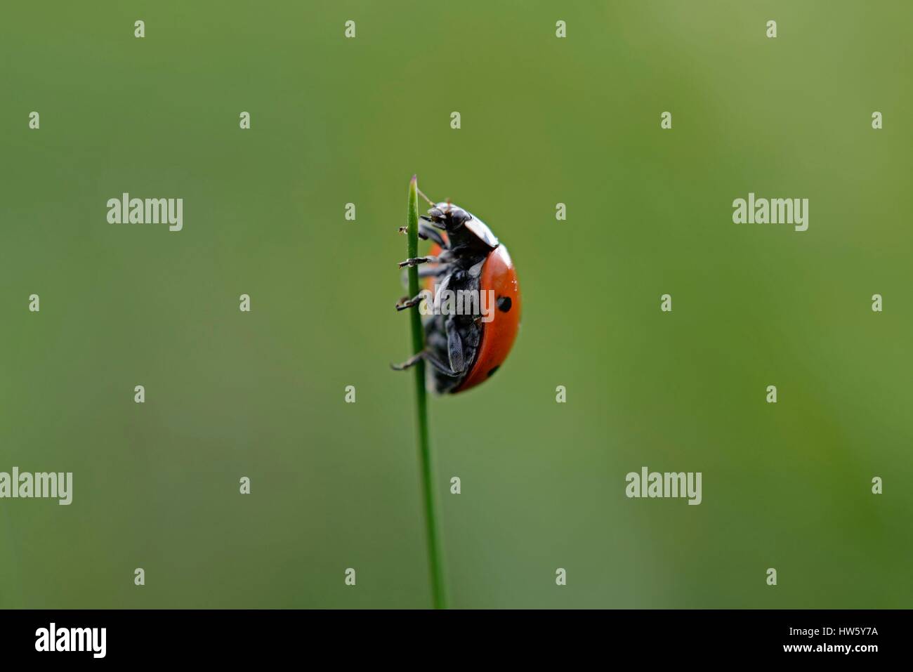 Francia, Doubs, prato, di insetti coleotteri, ladybug a 7 punti (Coccinella septempunctata), Adulto su una lama di erba, estate Foto Stock