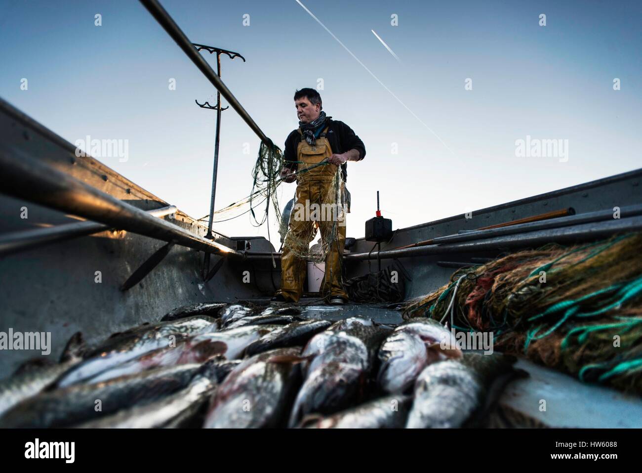 La Svizzera, nel cantone di Vaud, Morges, Manu Torrent, pescatore professionista a Tolochenaz, giorno di apertura del Pike pesca sul lago di Ginevra Foto Stock