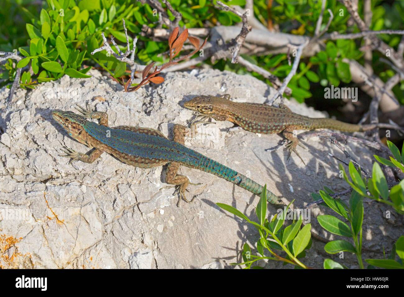 Isole Baleari Spagna, Dragonera Island, lucertola, (Podarcis lilfordi) Foto Stock