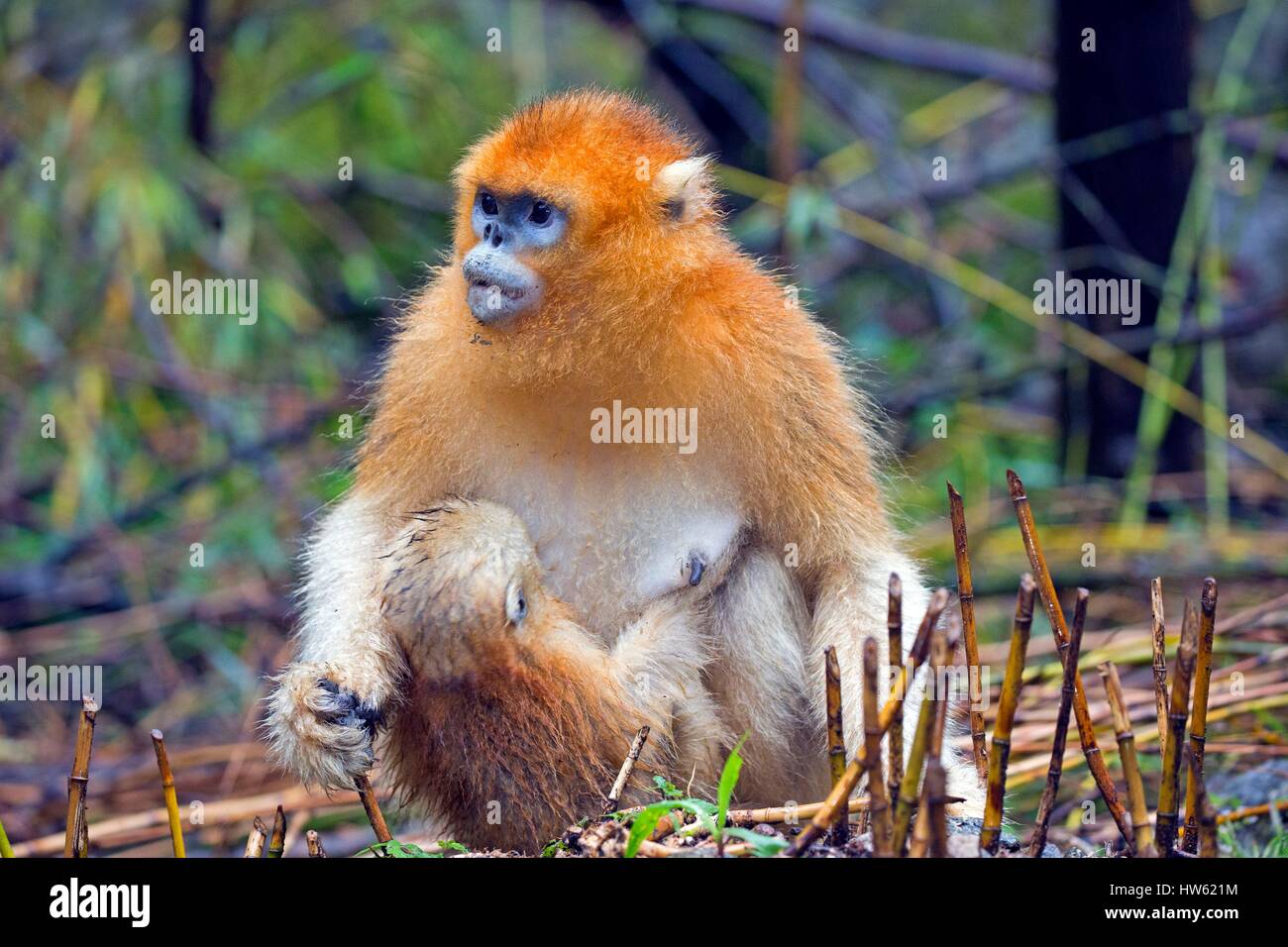 Cina, provincia di Shaanxi, Qinling Mountains, Golden rampognare-annusò scimmia (Rhinopithecus roxellana), la madre e il bambino Foto Stock