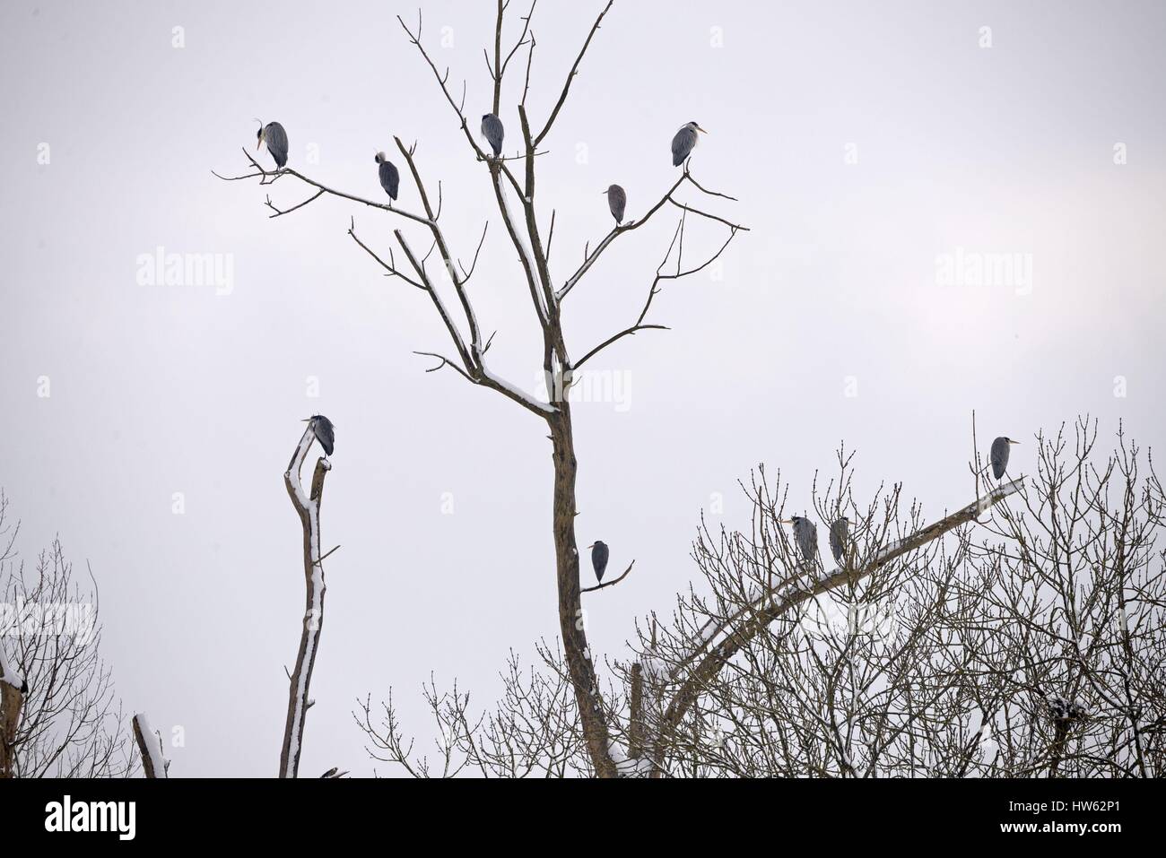 Francia, Doubs, ashy aironi (Ardea cinerea) poggiante su un albero in inverno Foto Stock