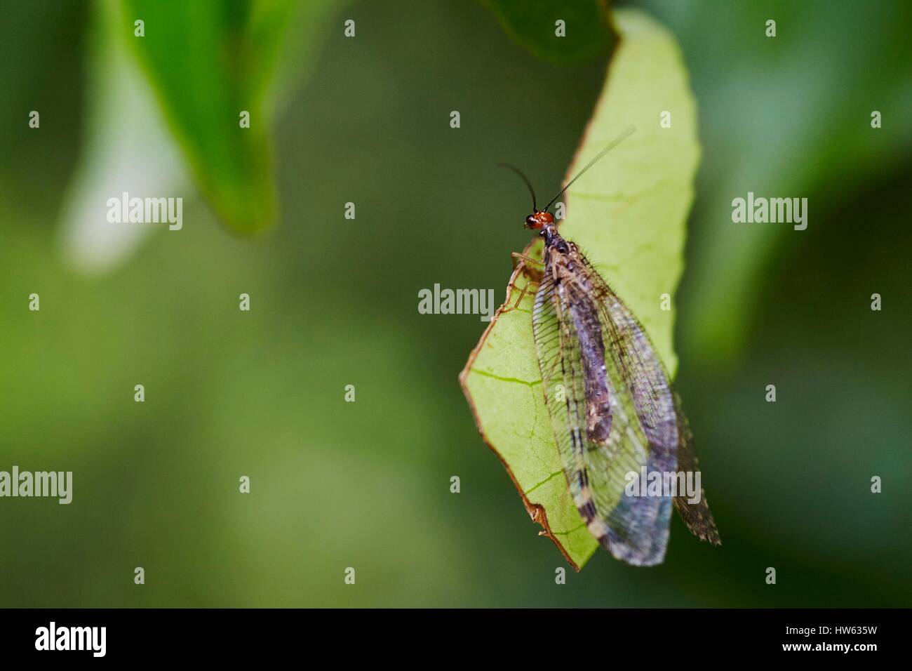 Francia, Pirenei Atlantiques, Neuroptera, Net-insetto alato, Osmylidae, Osmylid (Osmylus fulvicephalus) Foto Stock
