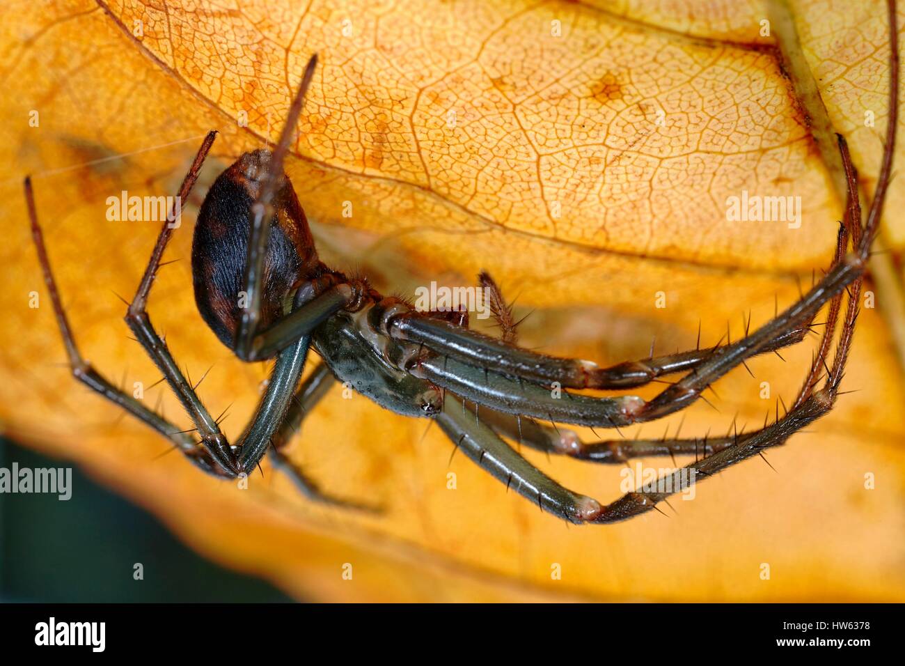 Francia, Morbihan, Araneae, Tetragnathidae, grotta europea spider o grotta Orbweaving spider (Meta menardi) Foto Stock