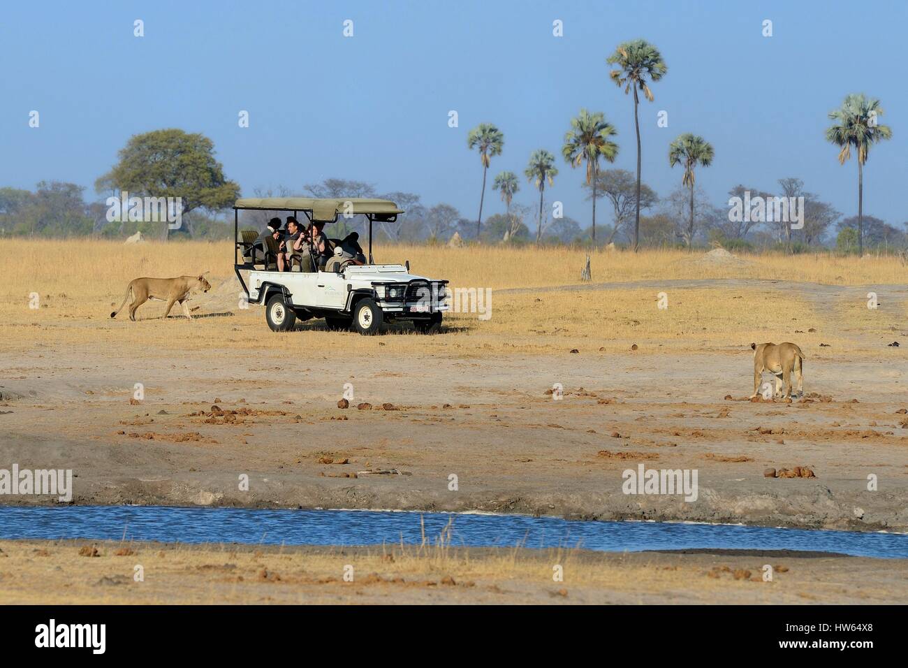 Lo Zimbabwe, Matabeleland North Provincia, Parco Nazionale di Hwange, turisti in un quattro ruote motrici la visione di un gruppo di leoni (Panthera leo) Foto Stock