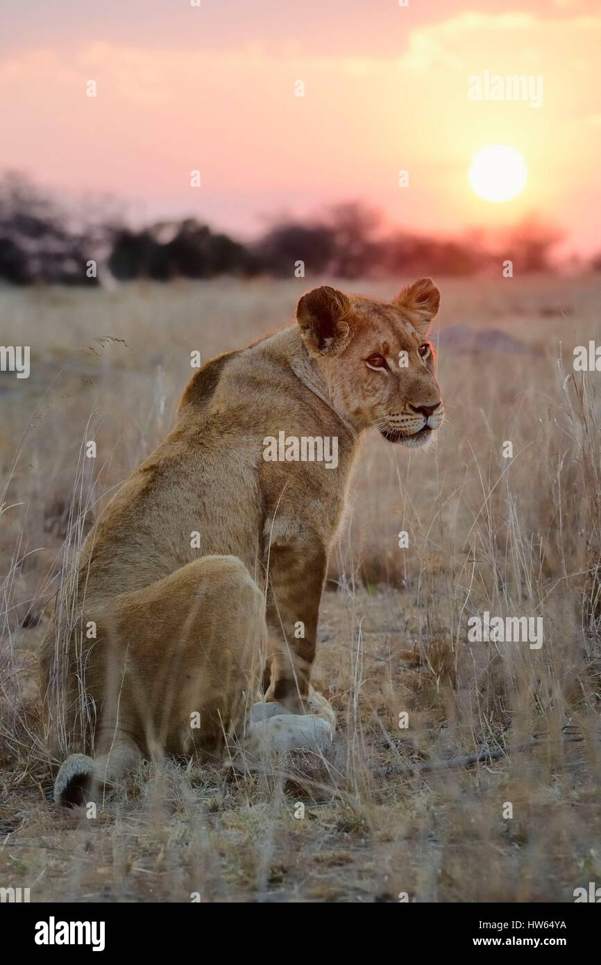 Lo Zimbabwe, provincia del Midlands, Gweru, Antelope Park, casa di AVVISO (African Lion e la ricerca ambientale Trust), giovane leonessa (panthera leo) Foto Stock