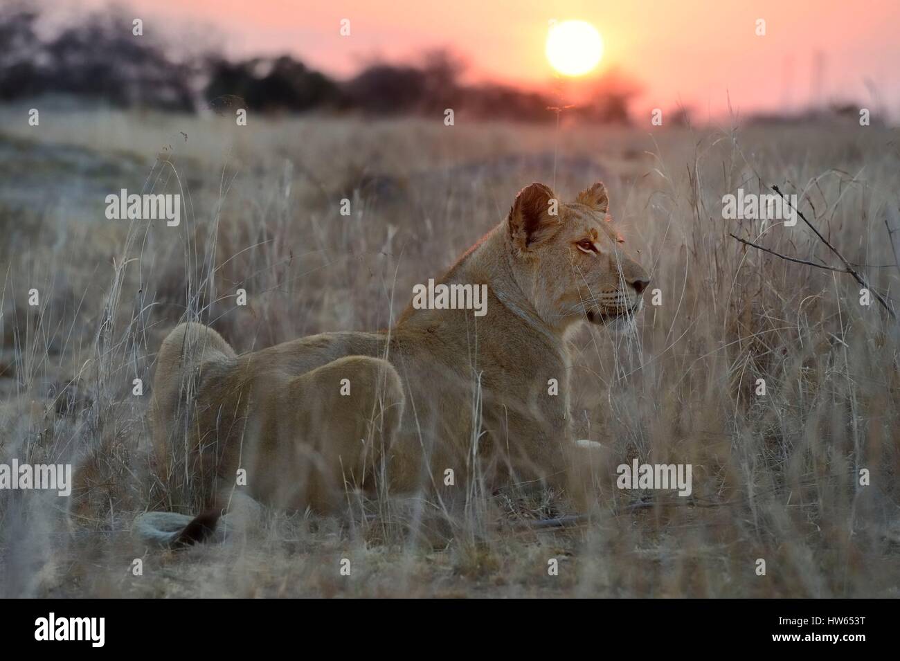 Lo Zimbabwe, provincia del Midlands, Gweru, Antelope Park, casa di AVVISO (African Lion e la ricerca ambientale Trust), giovane leonessa (panthera leo) Foto Stock