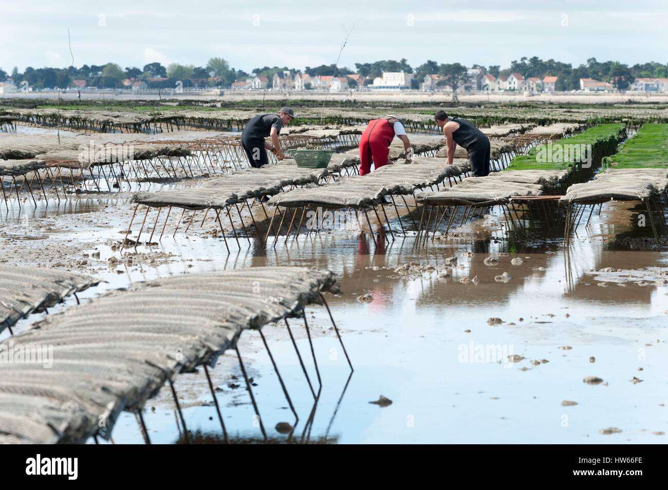 Francia, Charente Maritime, Oleron Island, Le Chateau d'Oleron, ostricoltori al lavoro sui parchi Foto Stock