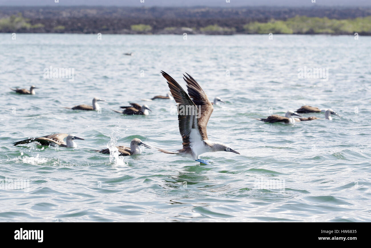 Blu-footed boobies sfiorano l'acqua dopo un tuffo di pesca in Punta Espinosa della costa off Fernandina nelle Galapagos. Foto Stock