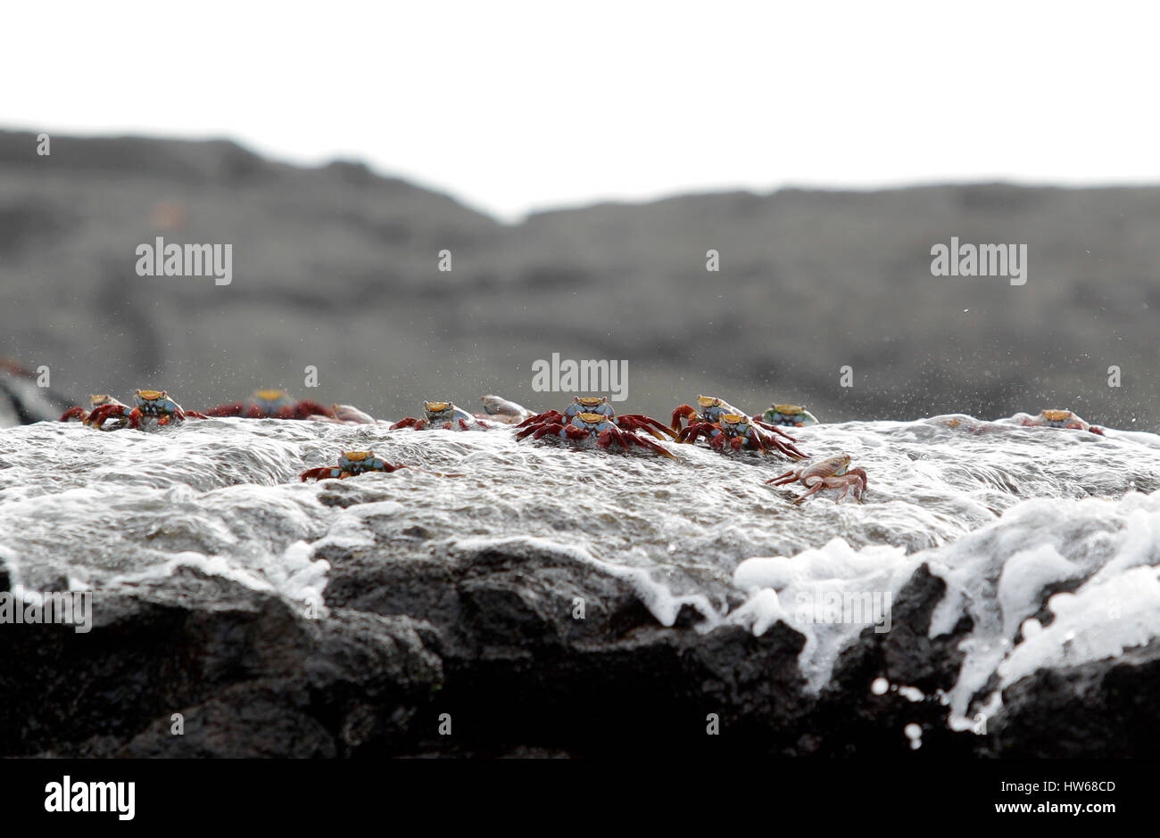 Sally Lightfoot granchi coperti di acqua da un'onda di schiantarsi sulla lava in Puerto Egas sull'isola di Santiago nelle Galapagos. Foto Stock