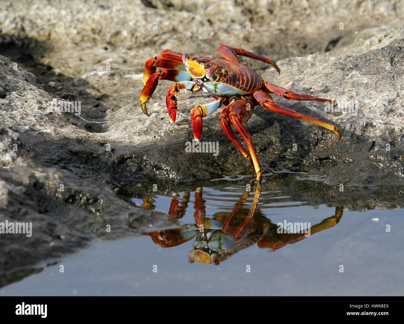 A Sally Lightfoot Crab si riflette in un pool di marea come salse una gamba in acqua a Puerto Egas sull'isola di Santiago nelle Galapagos. Foto Stock