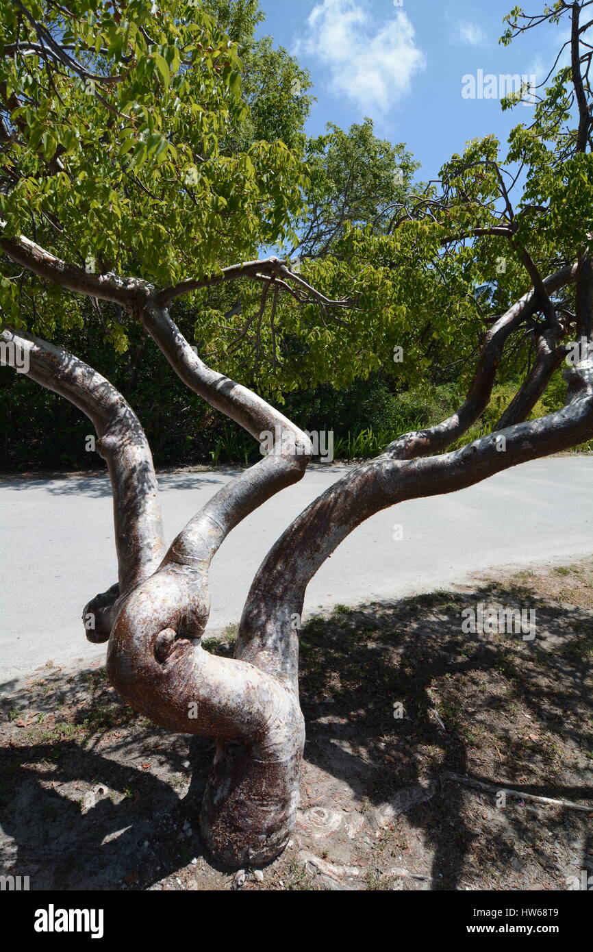 Southern Gumbo Limbo tree Foto Stock