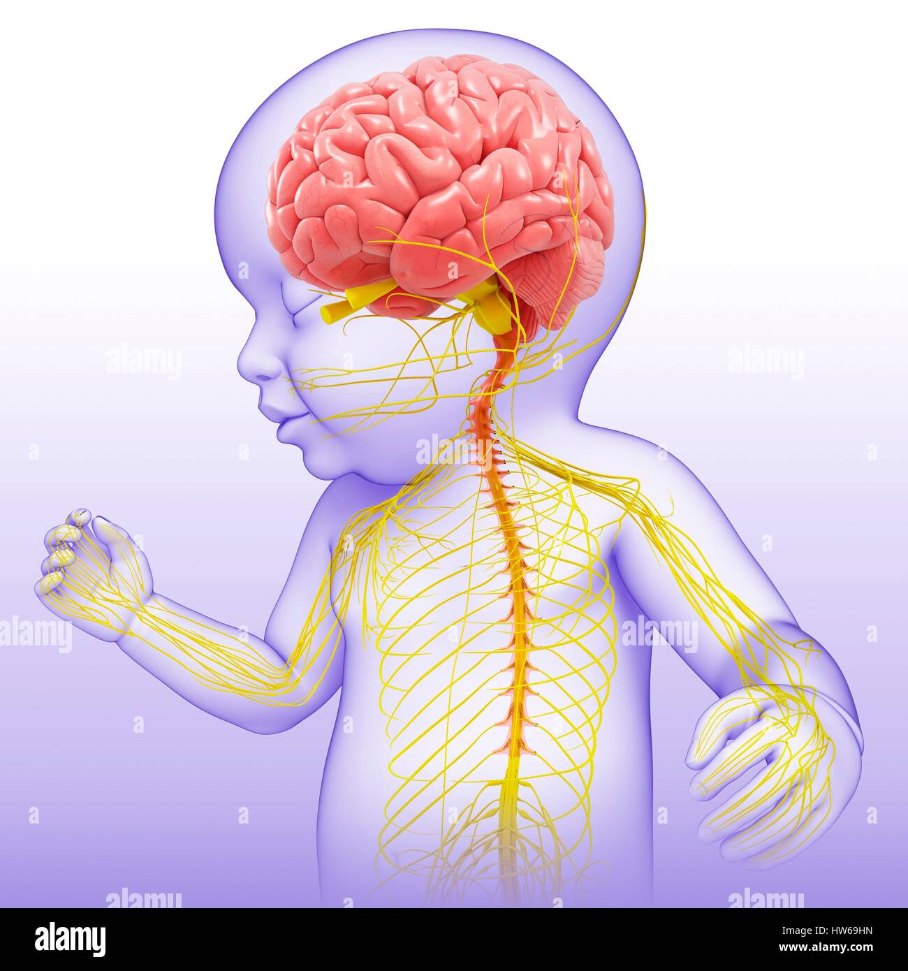 Illustrazione di un bambino il cervello e il sistema nervoso. Foto Stock
