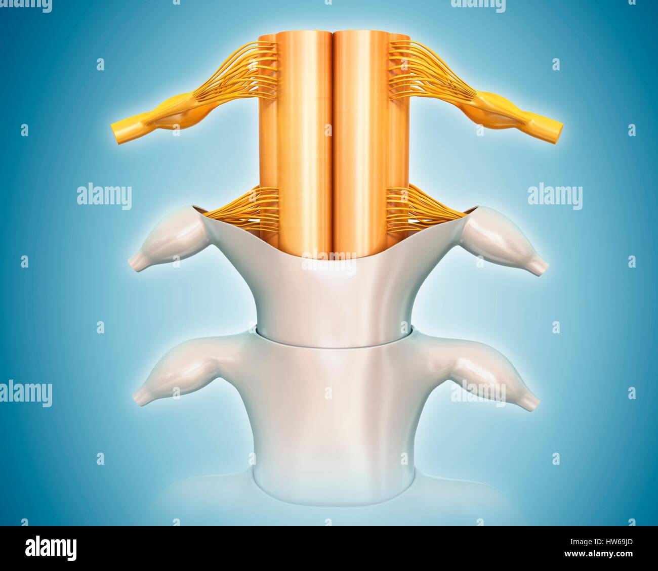 Illustrazione del midollo spinale umano anatomia. Foto Stock