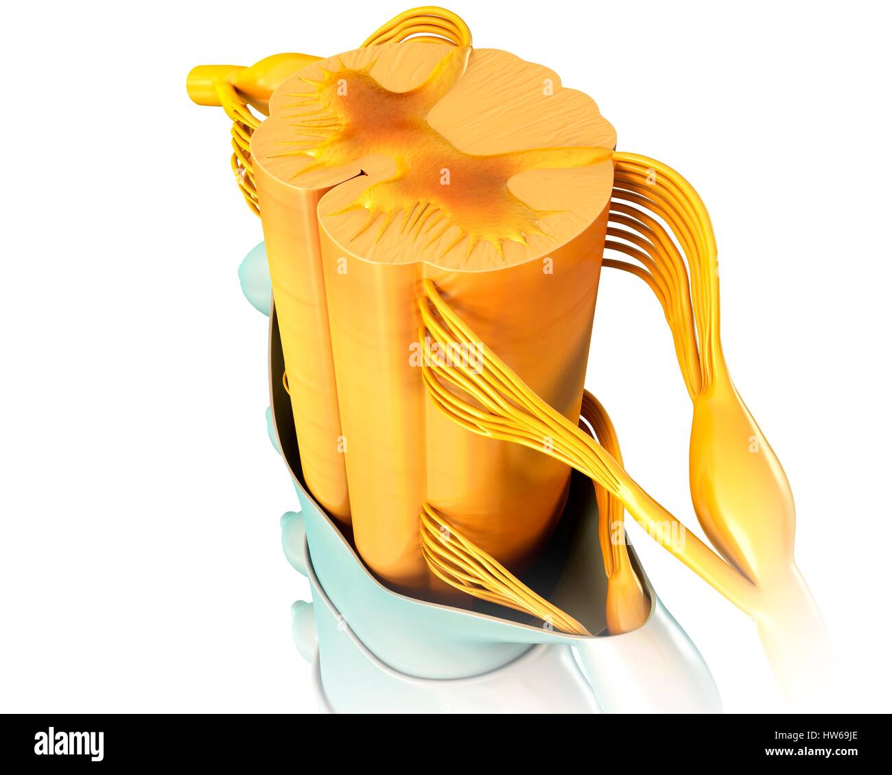 Illustrazione del midollo spinale umano sezione trasversale. Foto Stock