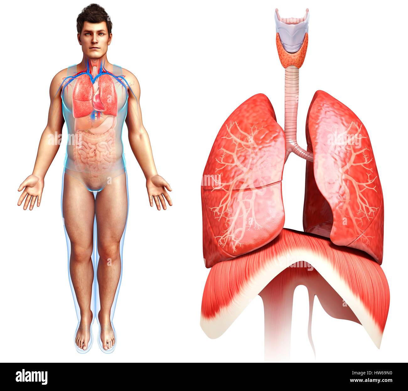 Illustrazione del polmone e del diaframma anatomia. Foto Stock