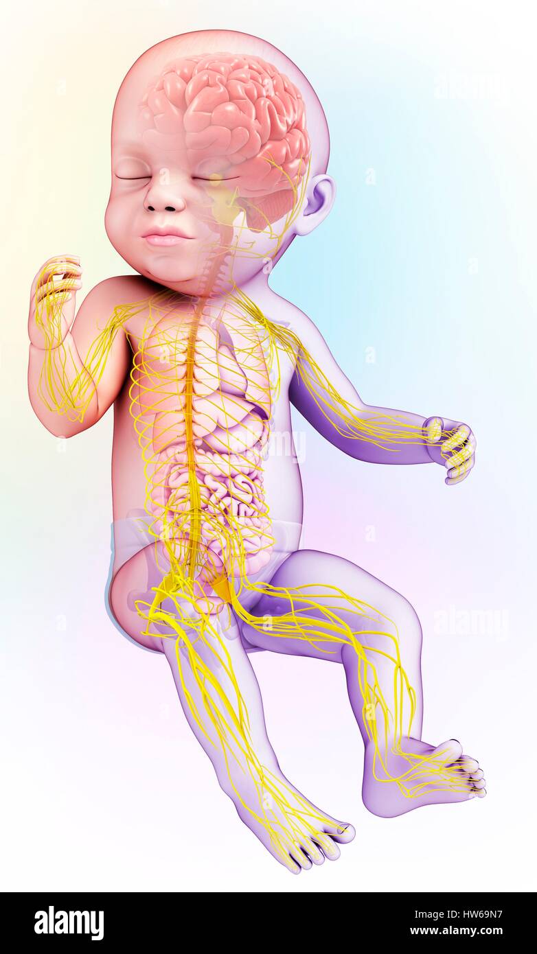 Illustrazione di un bambino il cervello e il sistema nervoso. Foto Stock