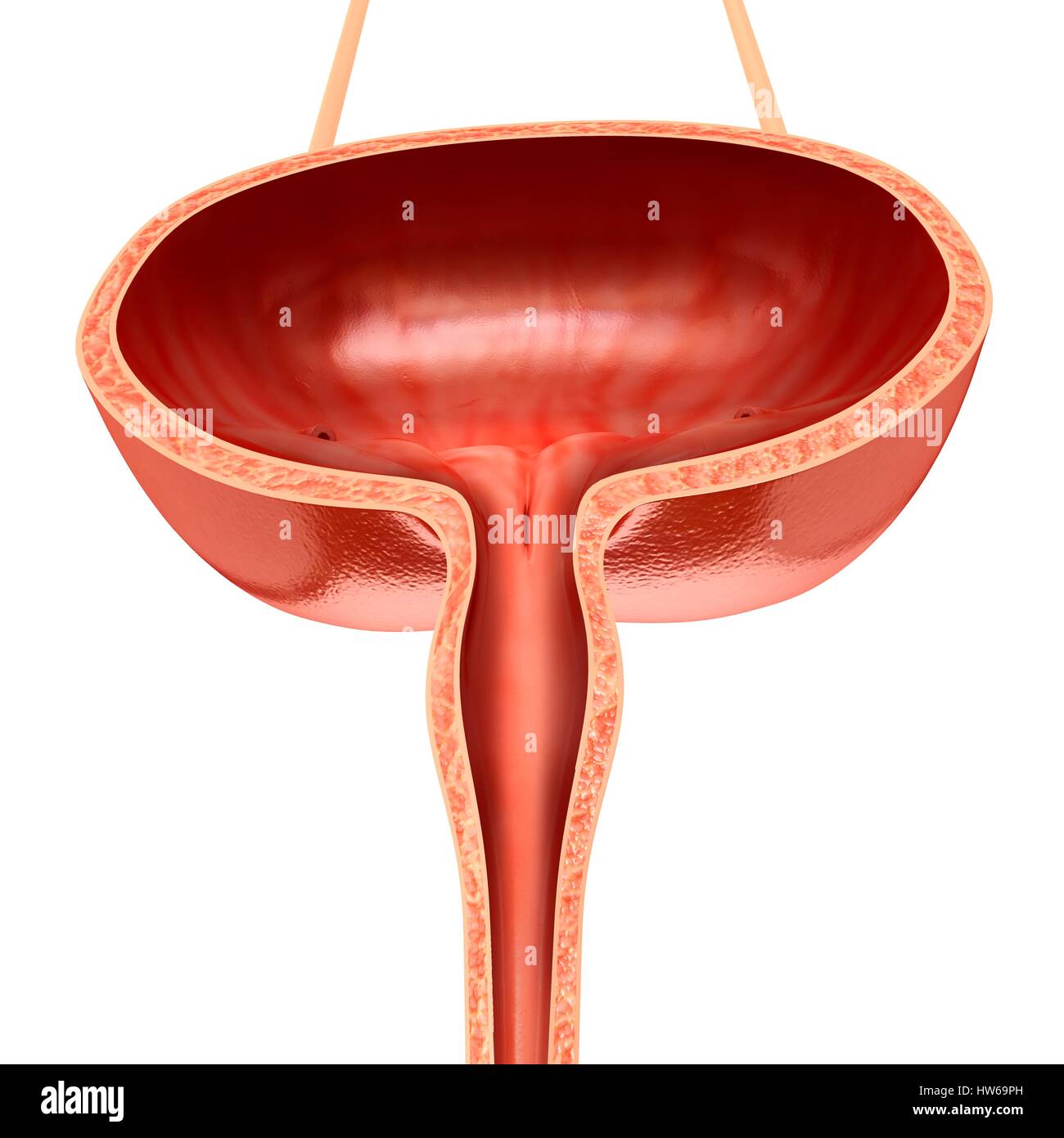 Illustrazione della vescica umana anatomia. Foto Stock