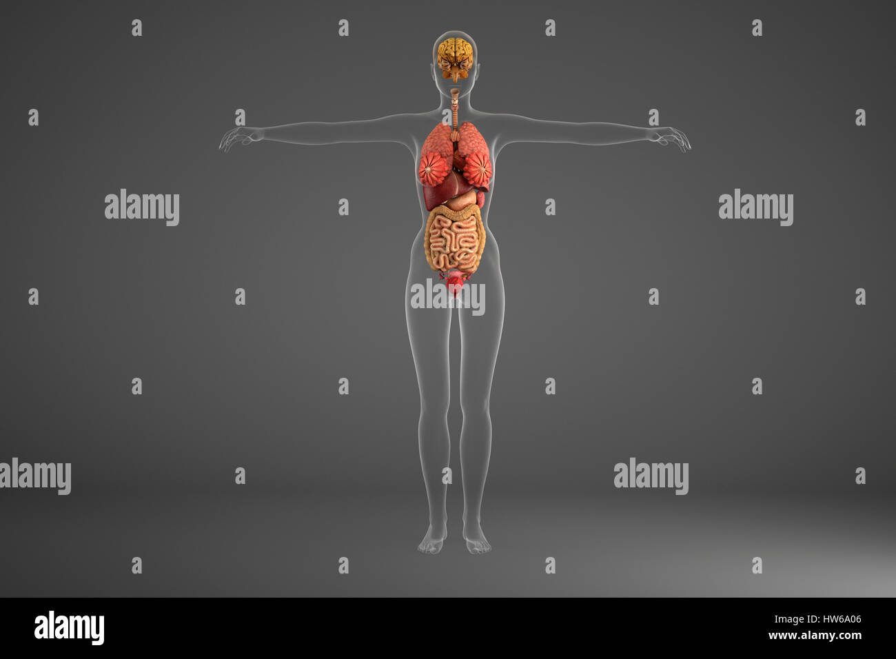 Umano degli organi interni, illustrazione. Foto Stock