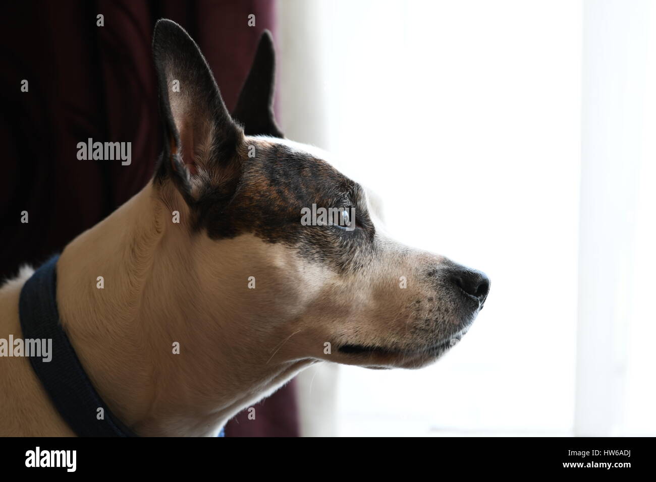 Il Pet marrone e bianco cane guardando attraverso la finestra / guardando fuori della finestra Foto Stock