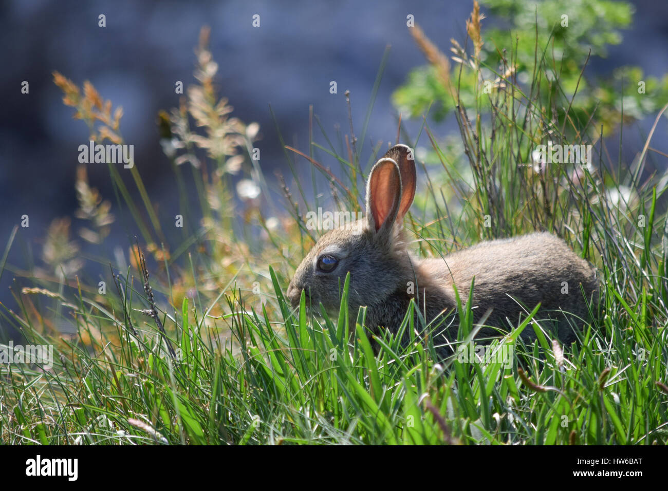 Coniglio selvatico in erba Foto Stock