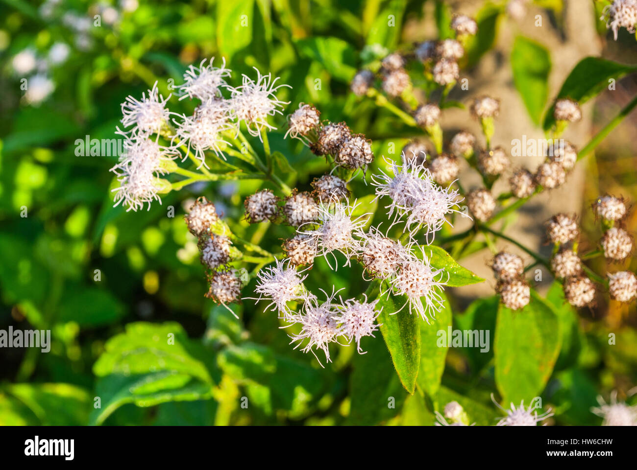 Primo piano a bianco amaro Bush, Siam Weed [Ageratum conyzoides Linn.] Foto Stock