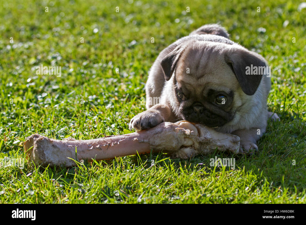 Mopswelpe Mit einem großen Knochen / Young pug con un osso di grandi dimensioni Foto Stock