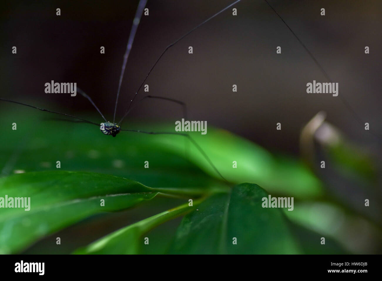 Macro close up di un piccolo corpo zampe lunghe spider a piedi sopra il verde delle foglie di una pianta con una profondità di campo. Foto Stock