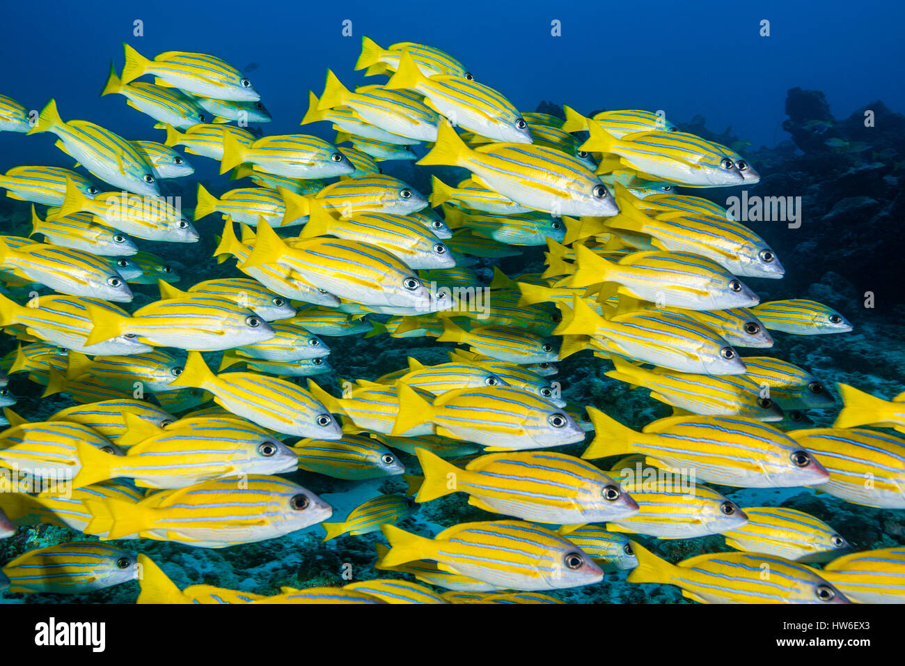 Secca di Bluestripe Snapper, Lutjanus kasmira, South Male Atoll, Maldive Foto Stock