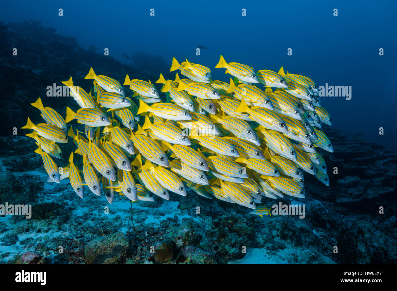 Secca di Bluestripe Snapper, Lutjanus kasmira, South Male Atoll, Maldive Foto Stock