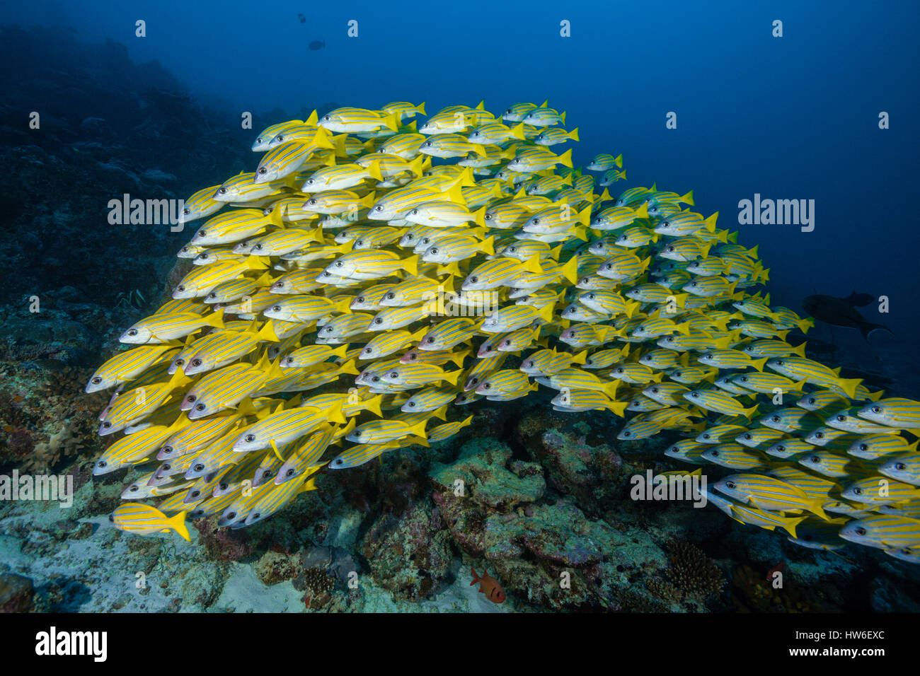 Secca di Bluestripe Snapper, Lutjanus kasmira, South Male Atoll, Maldive Foto Stock