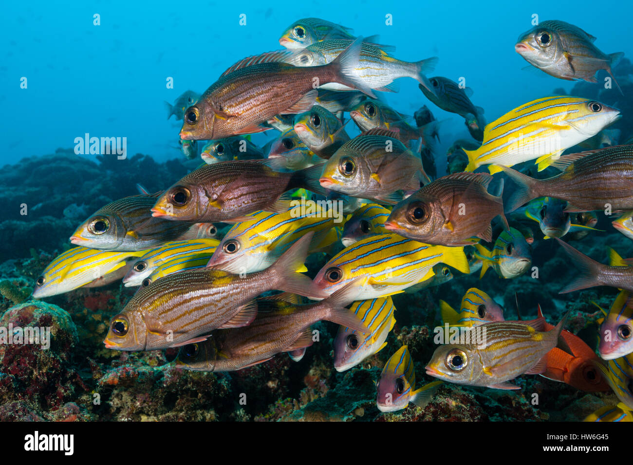 Secca di Bluestripe snapper e Glowspot imperatore, Lutjanus kasmira, Gnathodentex aurolineatus, Felidhu Atoll, Maldive Foto Stock