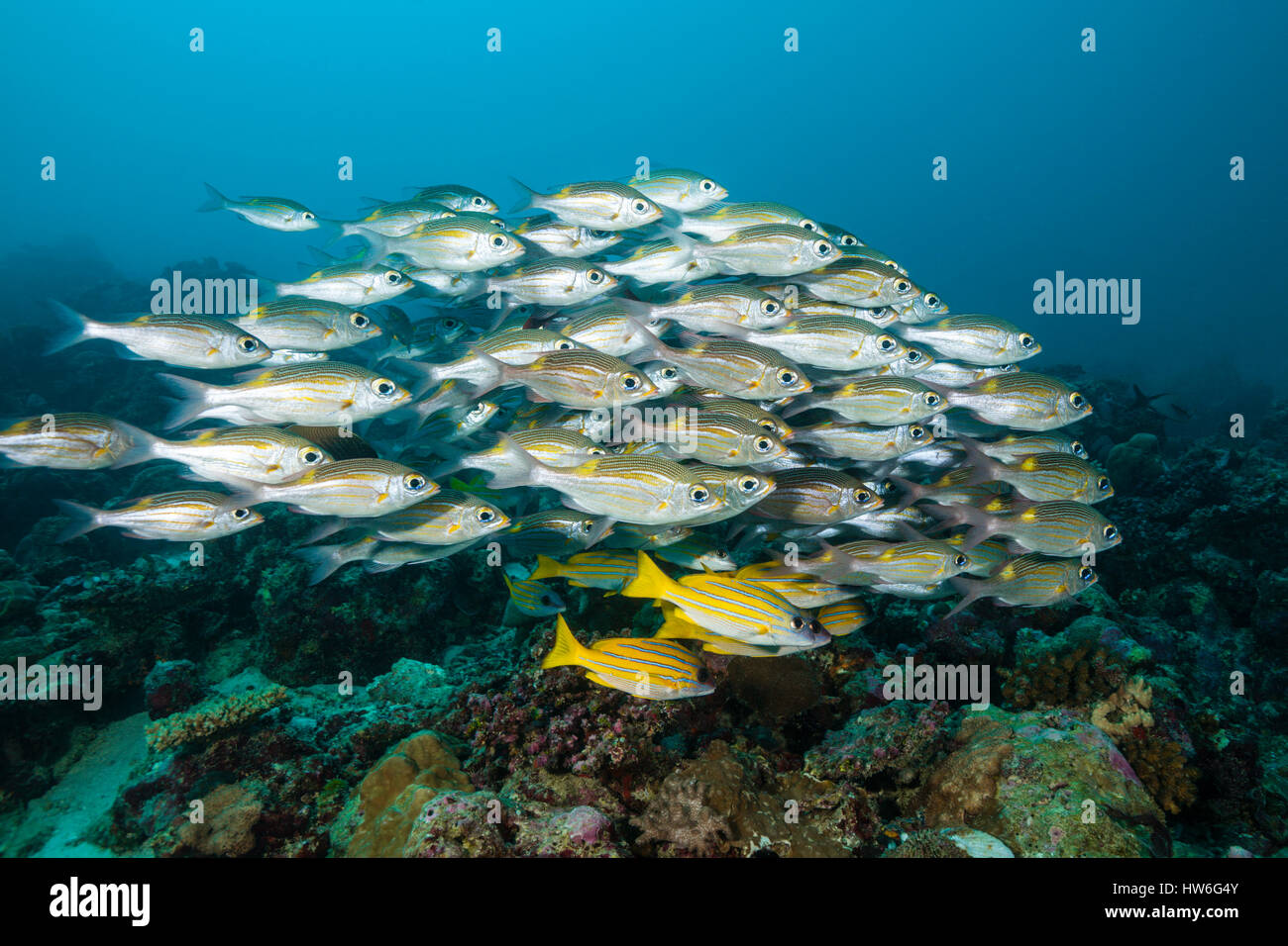 Secca di Glowspot imperatore, Lutjanus kasmira, Gnathodentex aurolineatus, Felidhu Atoll, Maldive Foto Stock