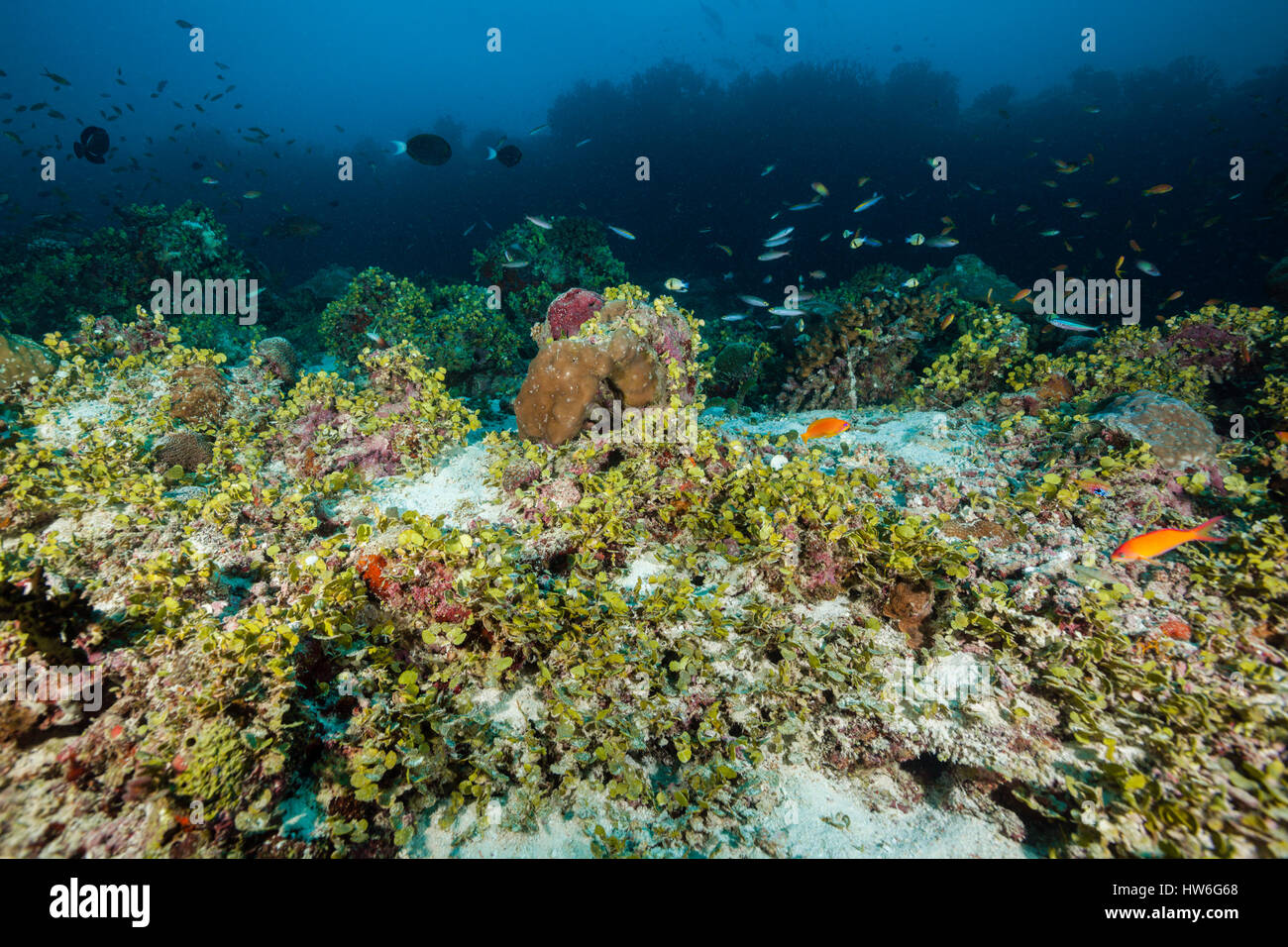 Halimeda copertura di alghe imbianchiti Coral Reef, Halimeda copiosa, Felidhu Atoll, Maldive Foto Stock