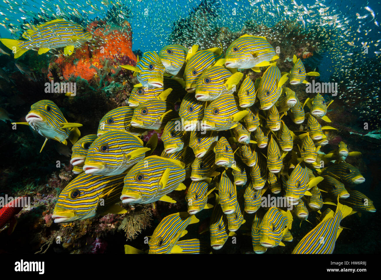 Secca di giallo-nastro, Sweetlips Plectorhinchus polytaenia Raja Ampat, Papua occidentale, in Indonesia Foto Stock