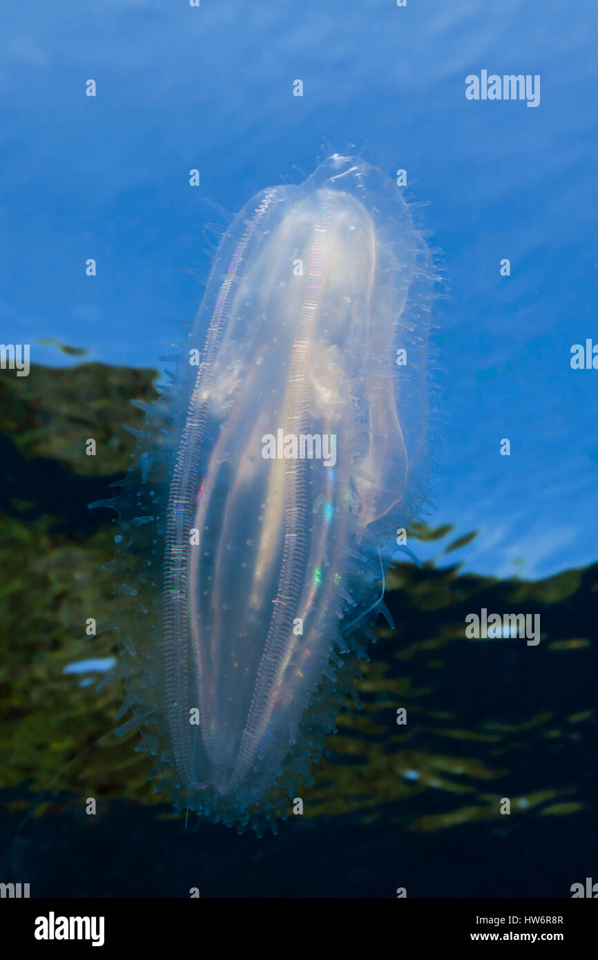 Pettine meduse, Ctenophora Raja Ampat, Papua occidentale, in Indonesia Foto  stock - Alamy