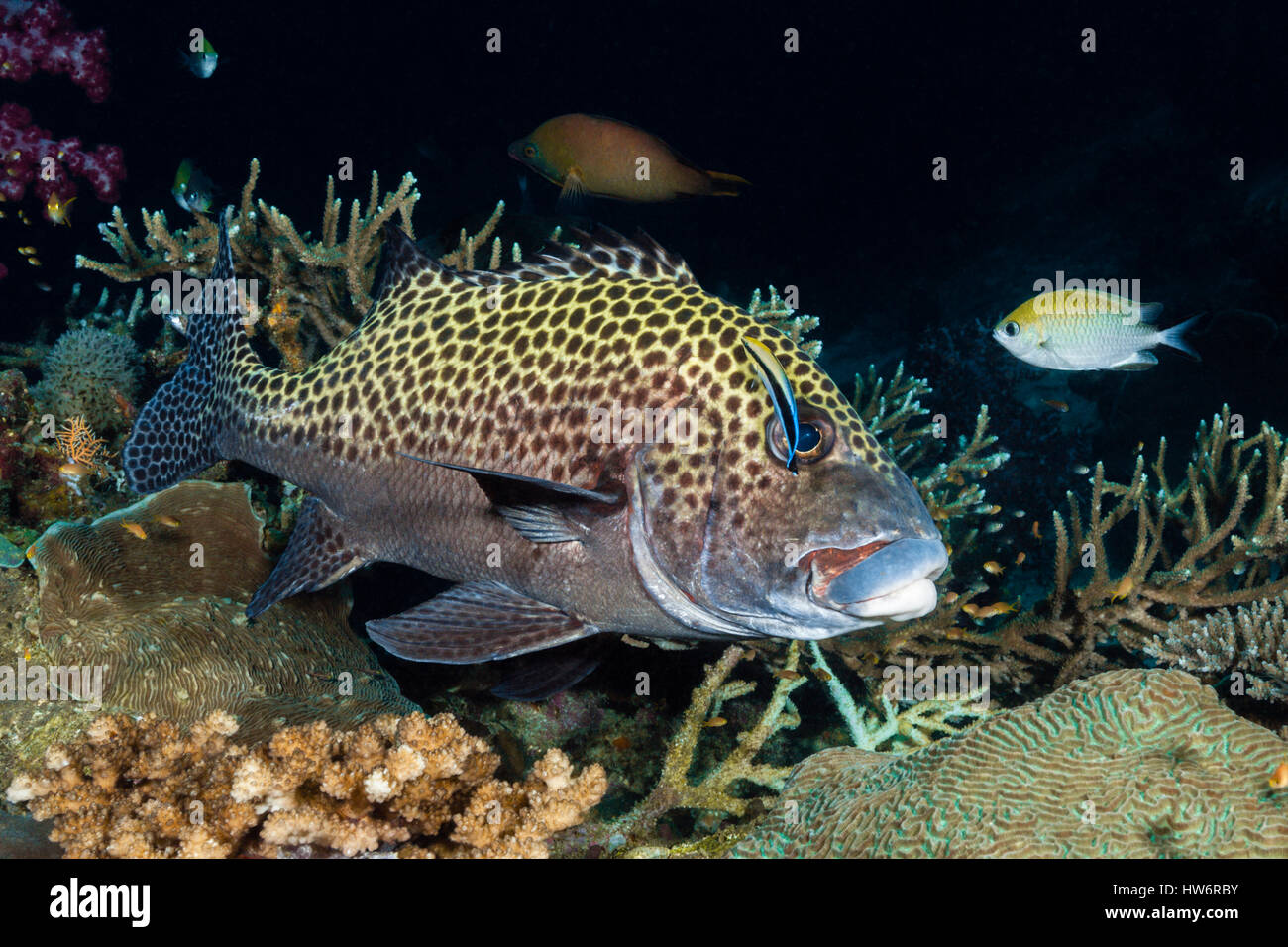 Arlecchino Sweetlips puliti da Wrasse, Plectorhinchus chaetodonoides Raja Ampat, Papua occidentale, in Indonesia Foto Stock