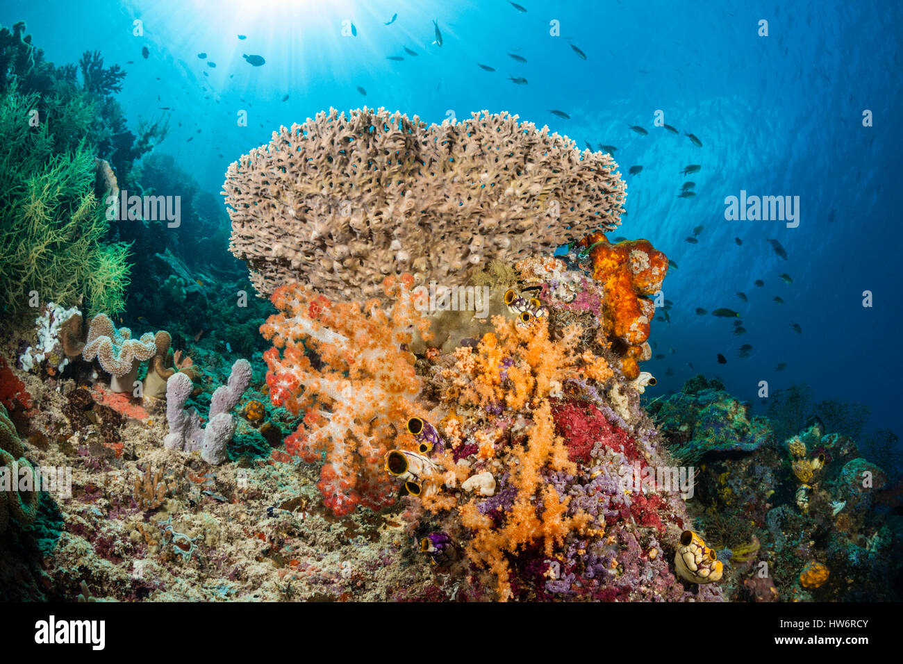 Tabella in Coral Coral Reef, Acropora sp., Raja Ampat, Papua occidentale, in Indonesia Foto Stock