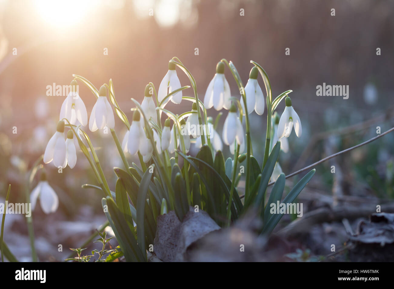 Snowdrop fiori Foto Stock
