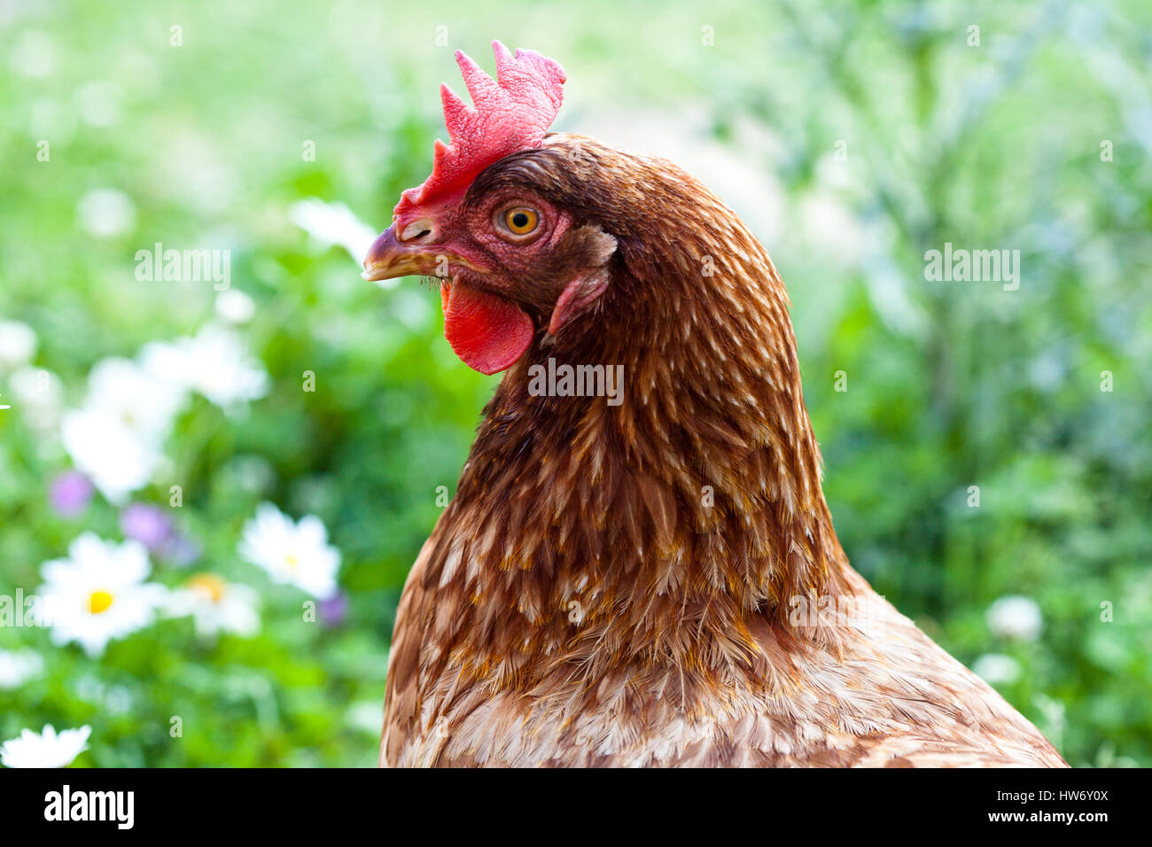 Backyard polli Foto Stock