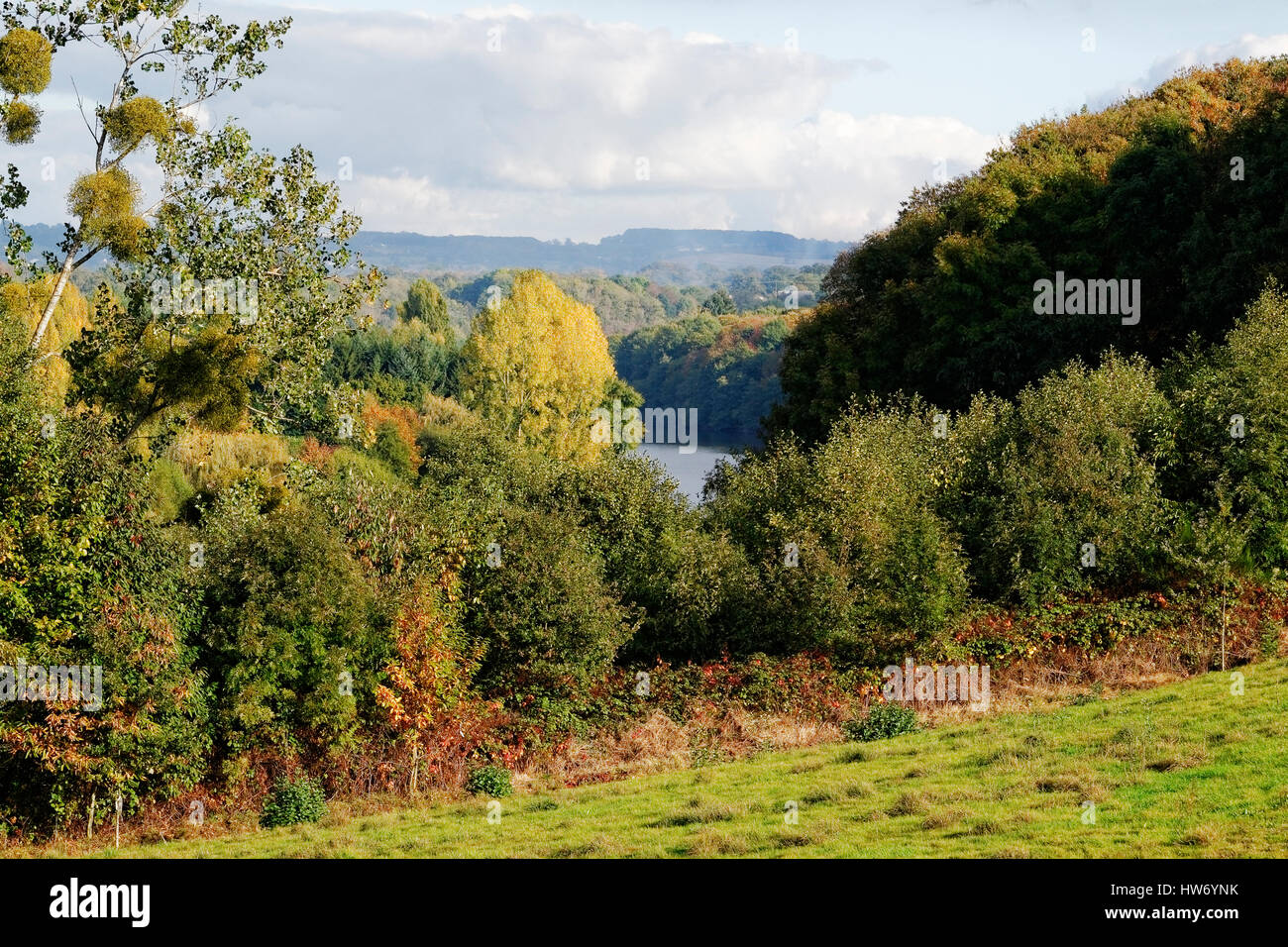 La Mayenne river in autunno, boscose rive (pioppi, di conifere, querce, castagni). Foto Stock