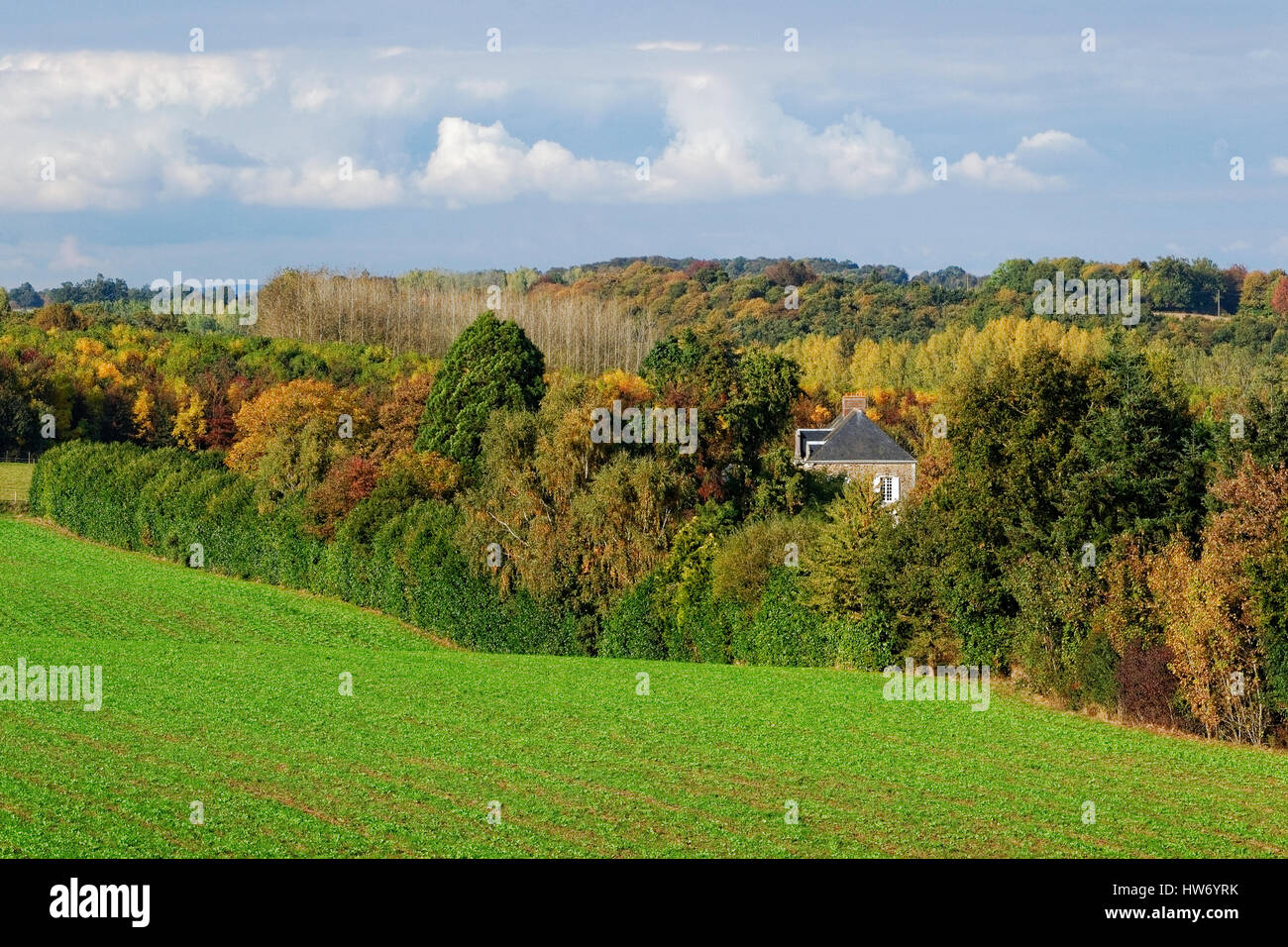 I colori autunnali nel nord Mayenne (pioppo, conifere, querce), casa circondata da alberi Foto Stock