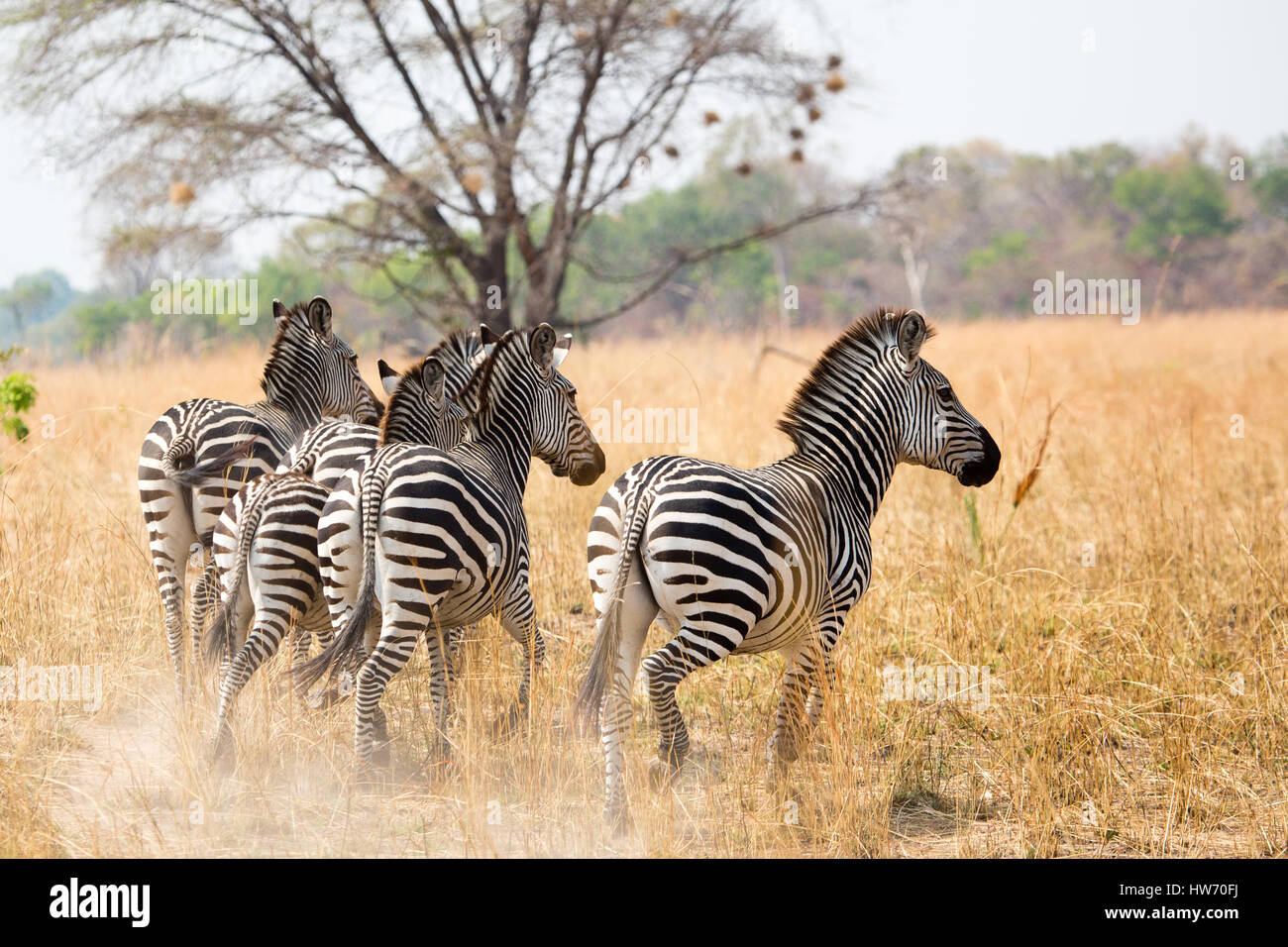 Zebra in esecuzione Foto Stock