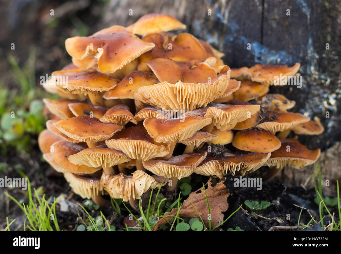 Cluster di lamelle di funghi con i loro colori caldi. Foto Stock