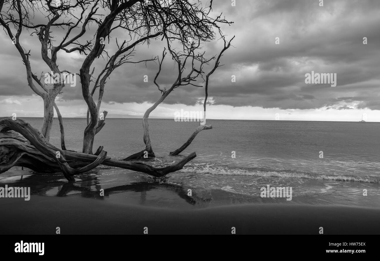 Moody in bianco e nero di alberi morti su di una spiaggia di sabbia. Foto Stock