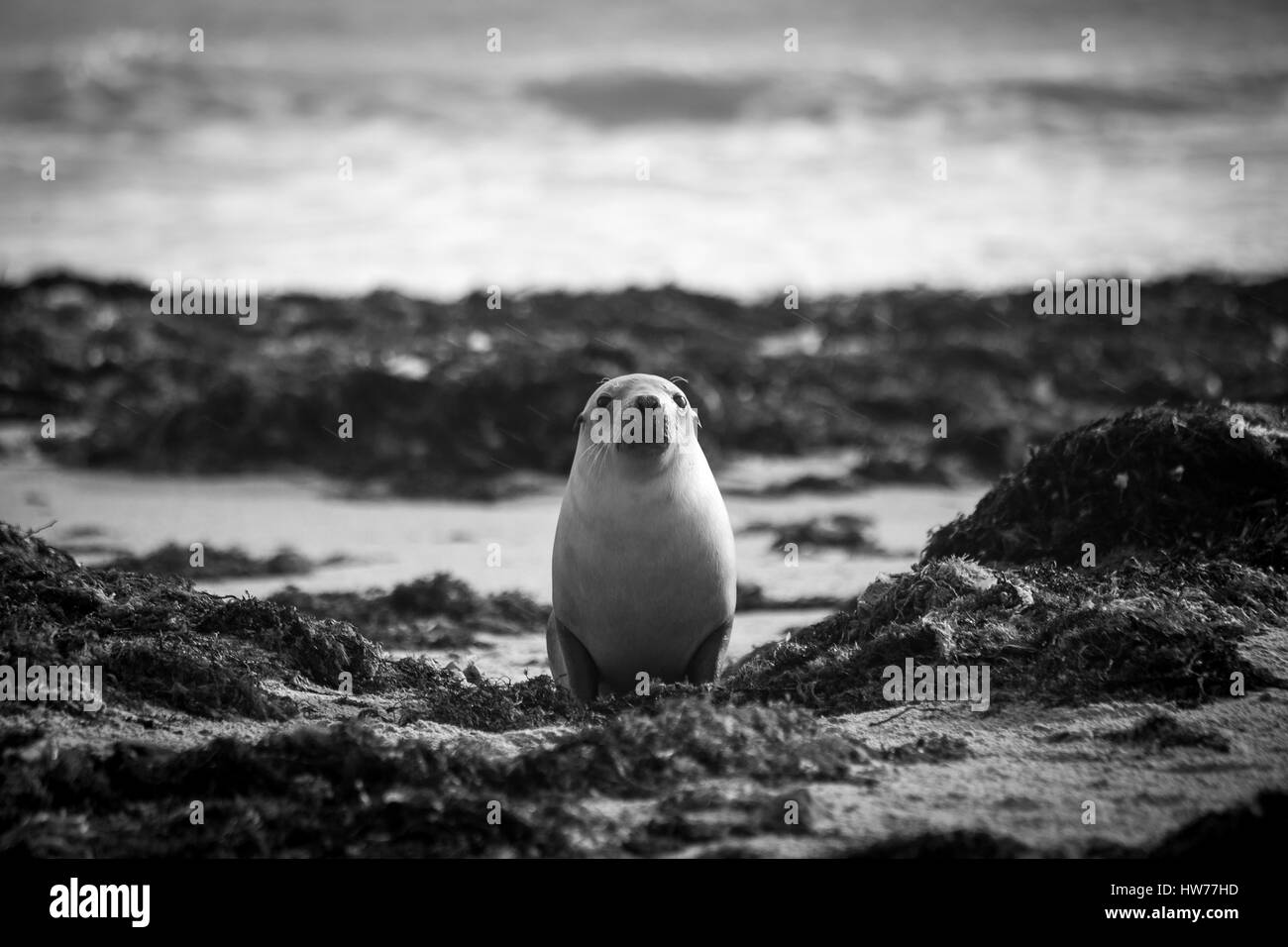 Australian Sea-lion (Neophoca cinerea) Foto Stock
