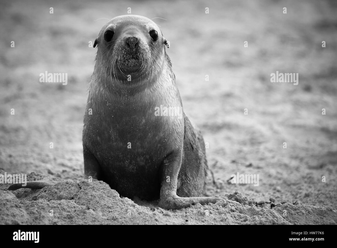 Australian Sea-lion (Neophoca cinerea) Foto Stock